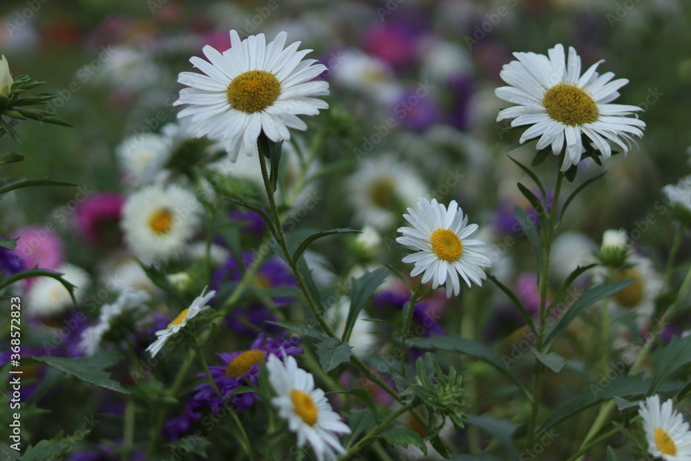 daisies in the field