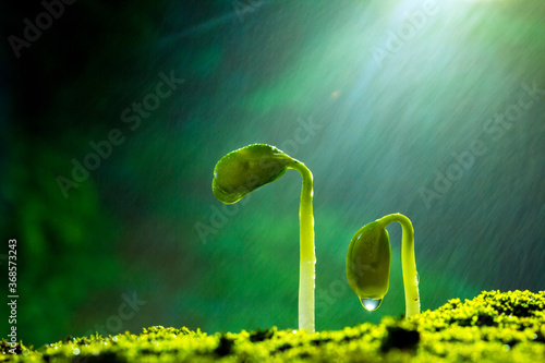 Vászonkép Plants that sprout in the rain