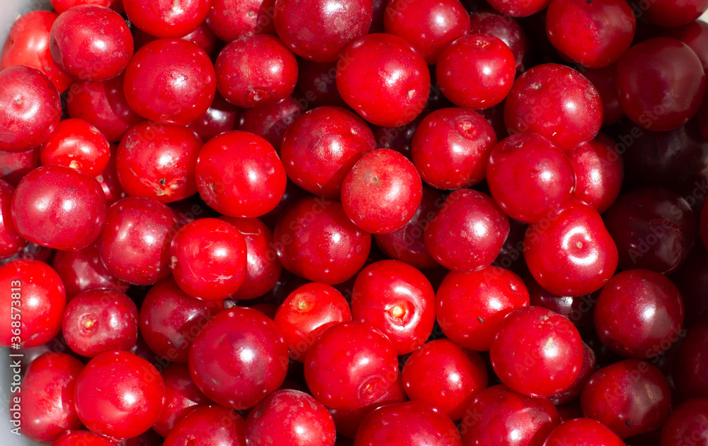 Close up of pile of ripe cherries with stalks and leaves. Large collection of fresh red cherries. Close up of pile of ripe cherries with stalks and leaves. Large collection of fresh red cherries.