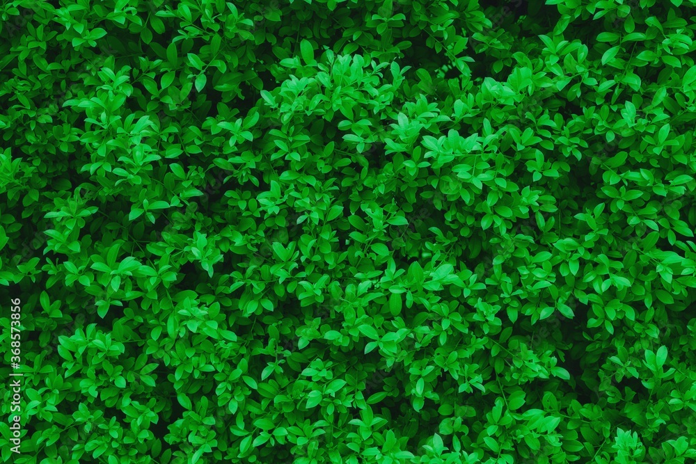 The abstract natural leaves texture concept tropical leaf nature background green background. The abstract natural leaves texture concept tropical leaf nature background green background.