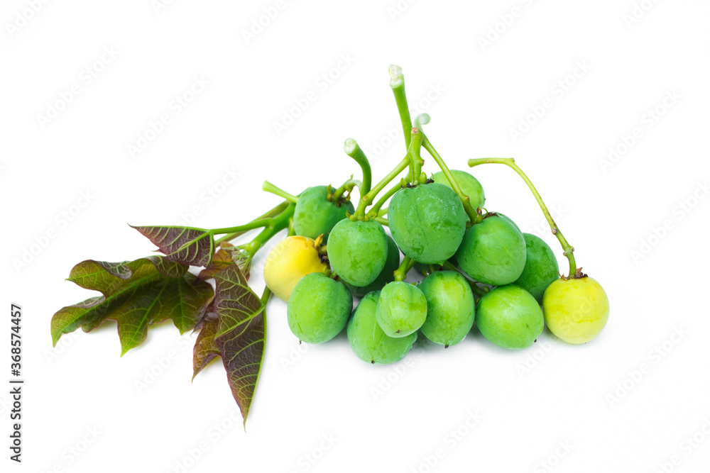 Physic Nut,Jatropha curcas isolated on white background...The fruit and seeds contain hydrogen cyanide (HCN). Jatropha seeds contain a toxic substance called curcin. Physic Nut,Jatropha curcas isolated on white background...The fruit and seeds contain hydrogen cyanide (HCN). Jatropha seeds contain a toxic substance called curcin.