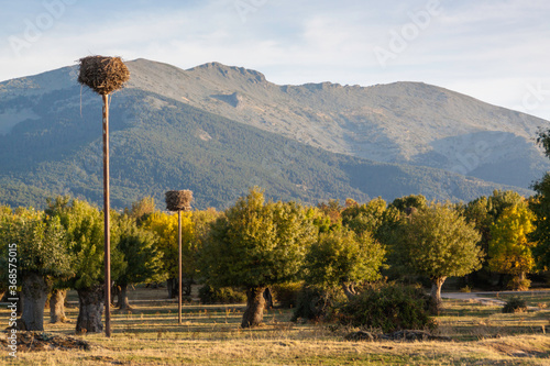 Isolated and pruned trees in the Soto de Revenga. Sierra de Guadarrama national park, in Segovia and Madrid.
