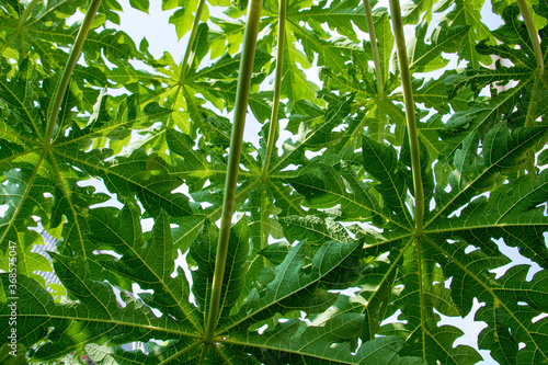 Rich and green papaya leaves