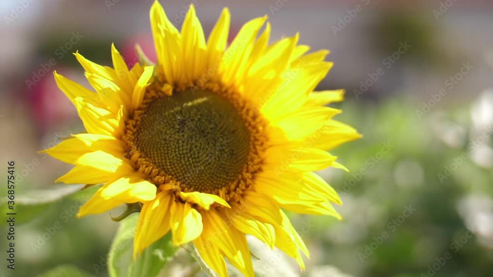 sunflower on green field sunflower on green field