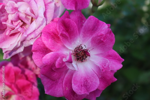 pink rose flower