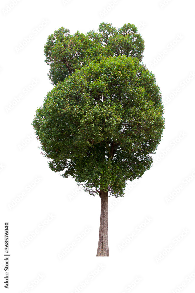 isolated tree green is located on a white background. Collection of isolated tree on white background Tropical tree isolated tree green is located on a white background. Collection of isolated tree on white background Tropical tree