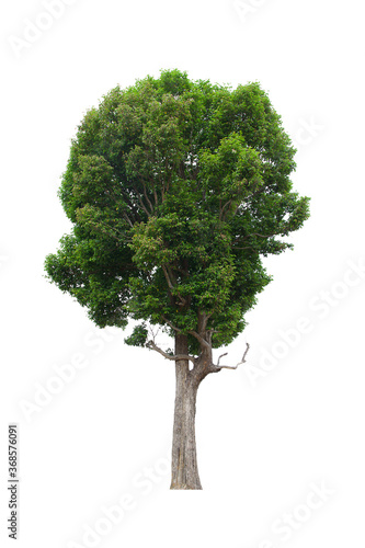 isolated tree green is located on a white background. Collection of isolated tree on white background Tropical tree