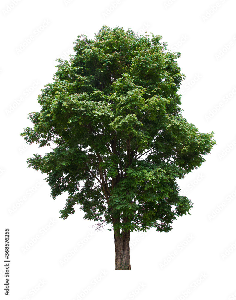 Obraz premium isolated tree green is located on a white background. Collection of isolated tree on white background Tropical tree