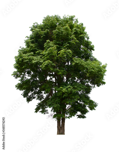 isolated tree green is located on a white background. Collection of isolated tree on white background Tropical tree
