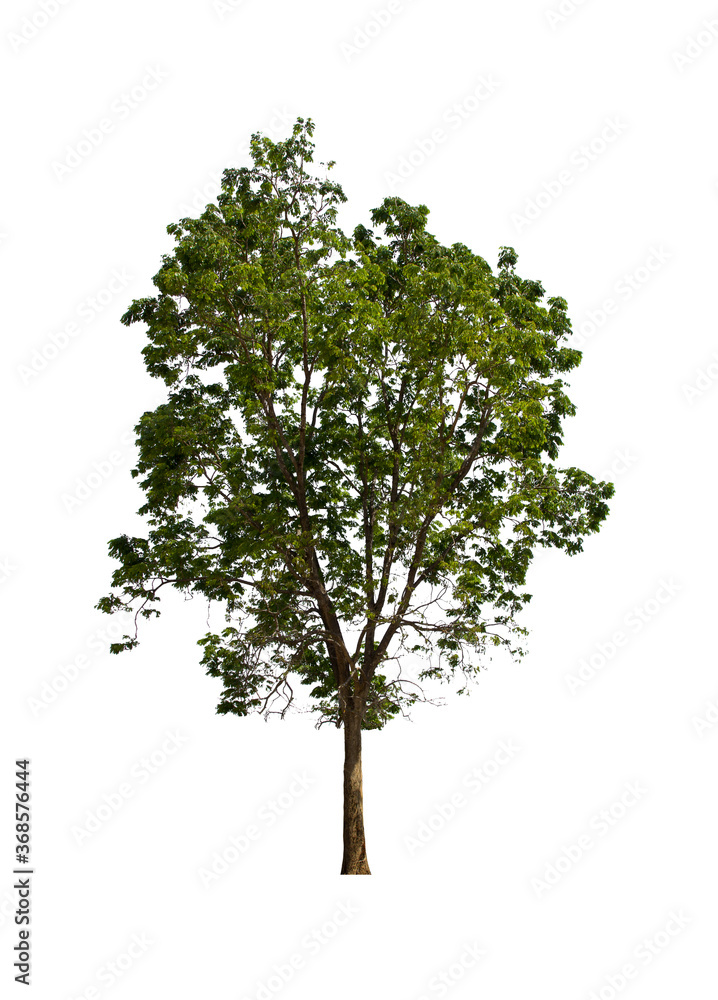 isolated tree green is located on a white background. Collection of isolated tree on white background Tropical tree isolated tree green is located on a white background. Collection of isolated tree on white background Tropical tree