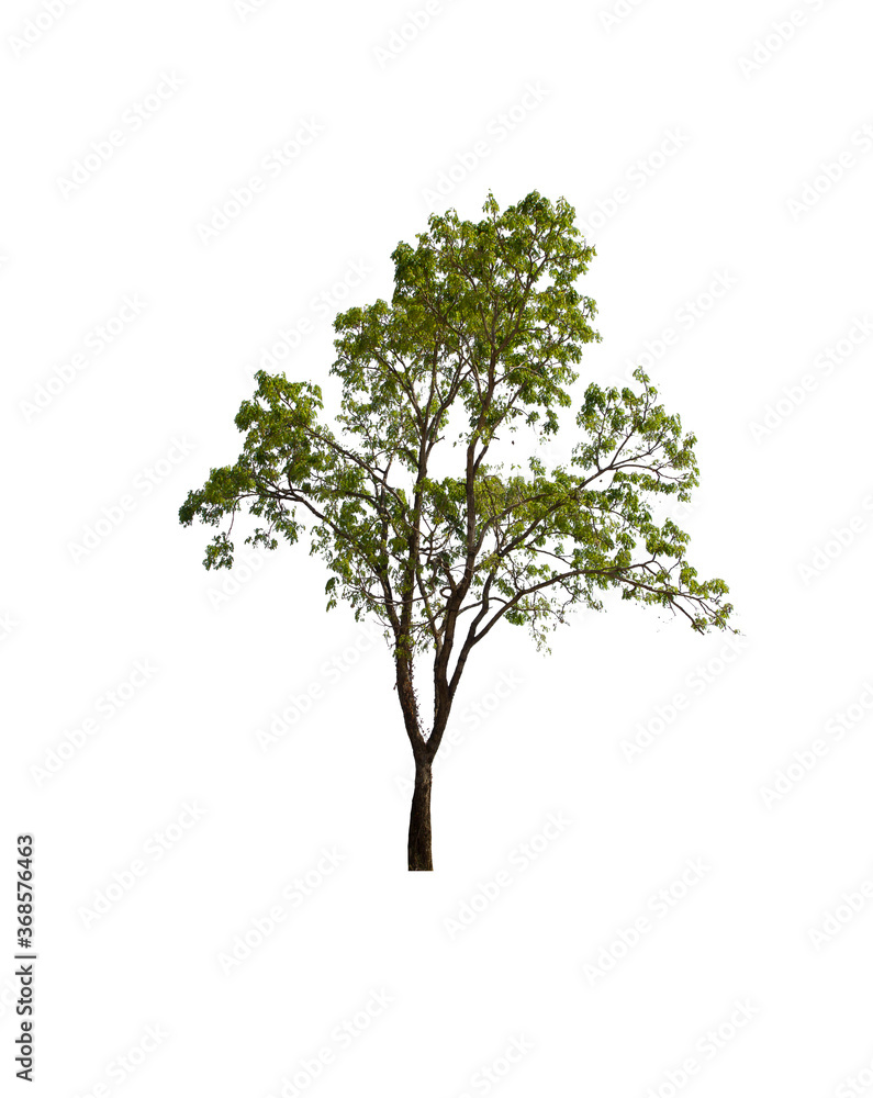 isolated tree green is located on a white background. Collection of isolated tree on white background Tropical tree isolated tree green is located on a white background. Collection of isolated tree on white background Tropical tree