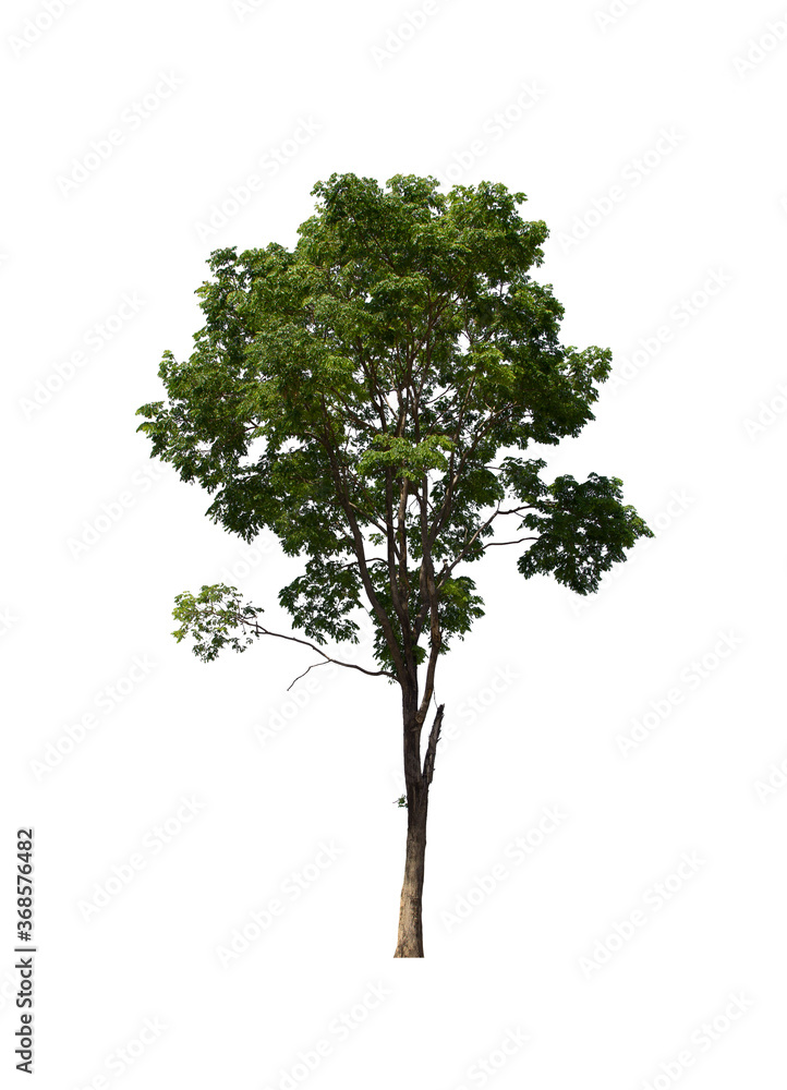 Fototapeta premium isolated tree green is located on a white background. Collection of isolated tree on white background Tropical tree