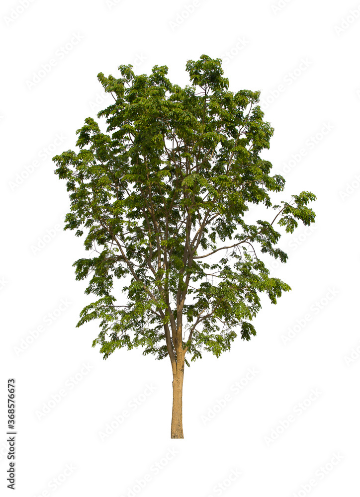 Fototapeta premium isolated tree green is located on a white background. Collection of isolated tree on white background Tropical tree