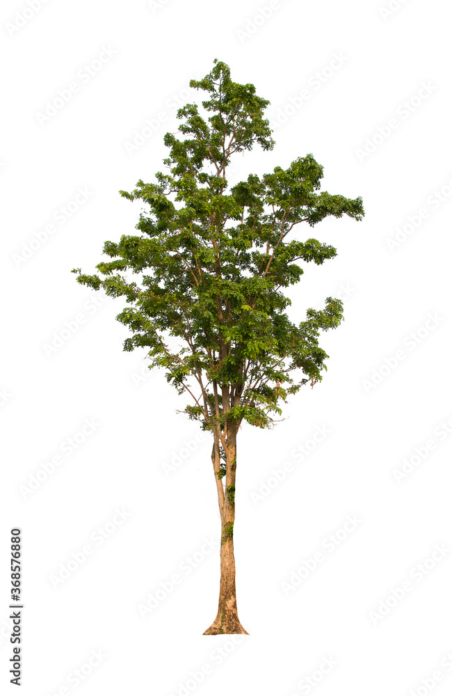 Fototapeta premium isolated tree green is located on a white background. Collection of isolated tree on white background Tropical tree