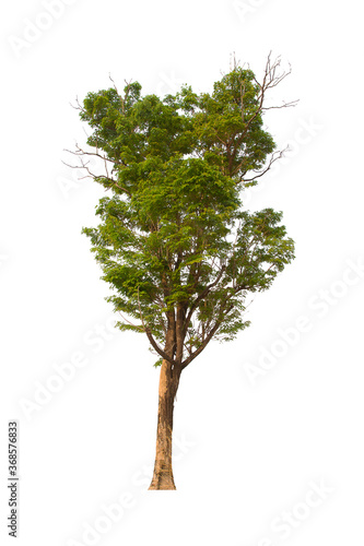 isolated tree green is located on a white background. Collection of isolated tree on white background Tropical tree