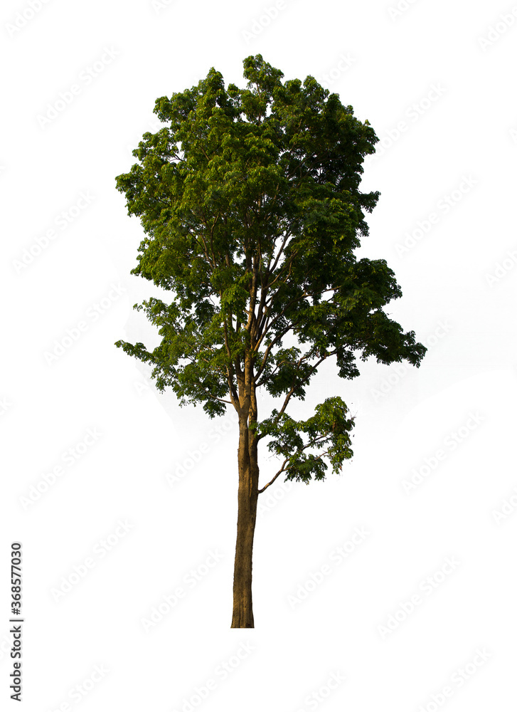 isolated tree green is located on a white background. Collection of isolated tree on white background Tropical tree isolated tree green is located on a white background. Collection of isolated tree on white background Tropical tree