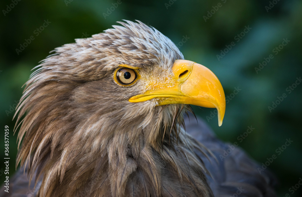 A portrait of a golden eagle against green background A portrait of a golden eagle against green background