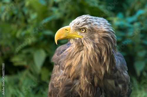 Portrait of a brown eagle's head with a yellow beak