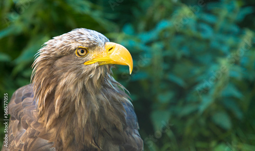 Portrait of a brown eagle's head with a yellow beak, close up