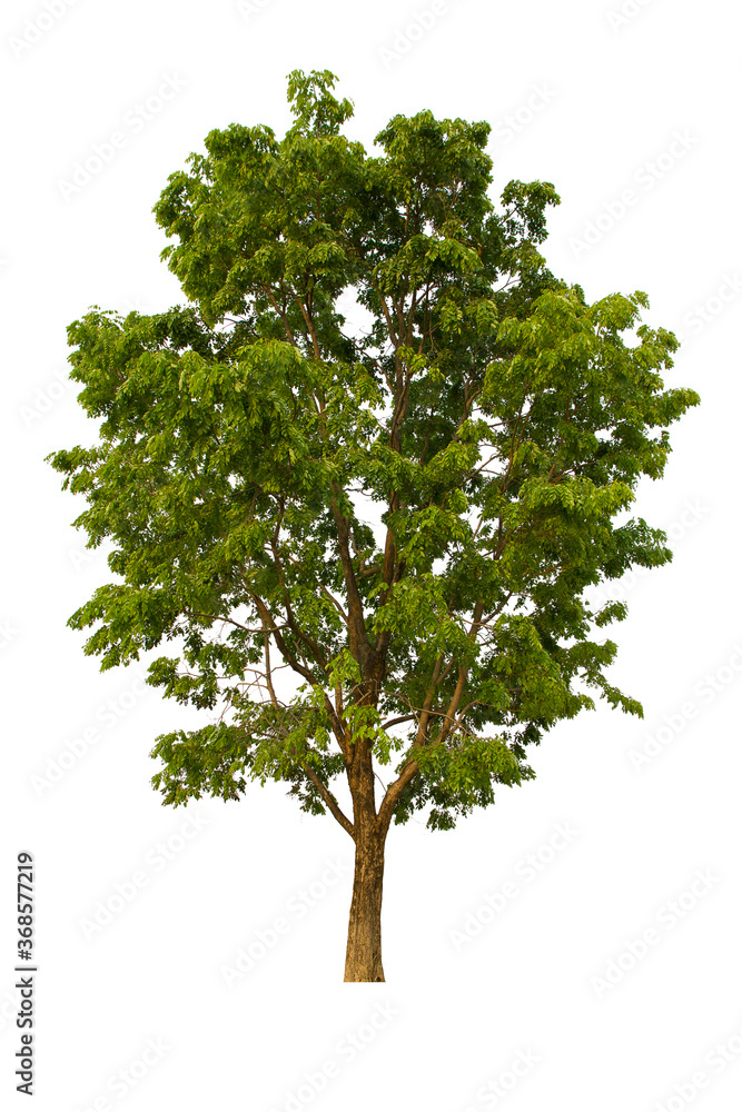 Obraz premium isolated tree green is located on a white background. Collection of isolated tree on white background Tropical tree