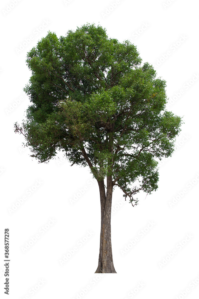 Fototapeta premium isolated tree green is located on a white background. Collection of isolated tree on white background Tropical tree