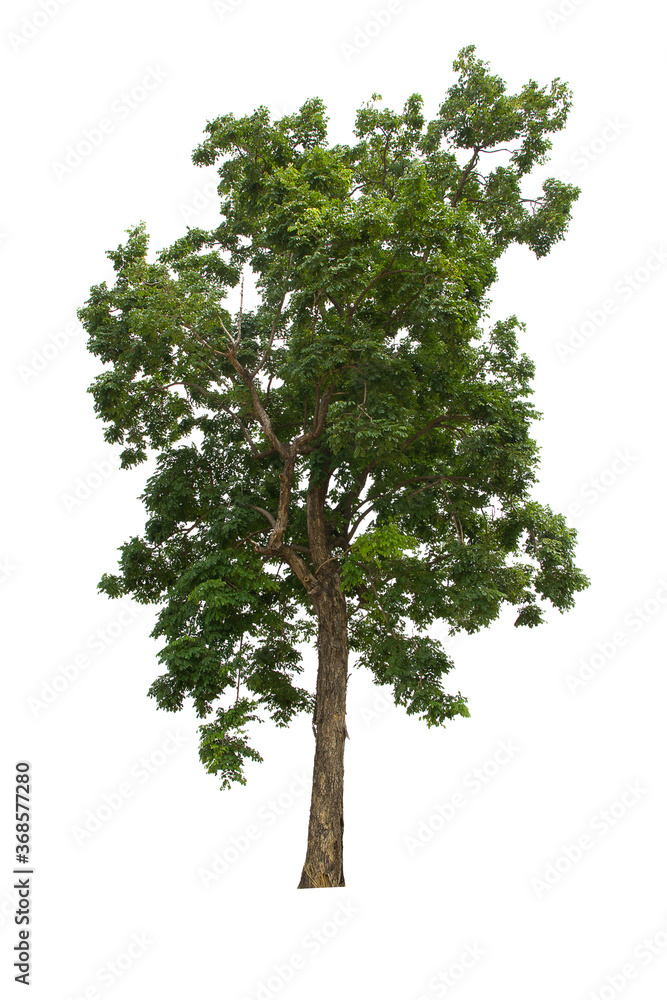 isolated tree green is located on a white background. Collection of isolated tree on white background Tropical tree isolated tree green is located on a white background. Collection of isolated tree on white background Tropical tree