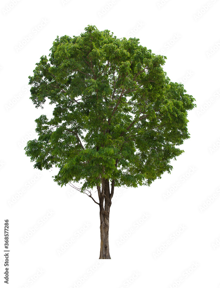 isolated tree green is located on a white background. Collection of isolated tree on white background Tropical tree