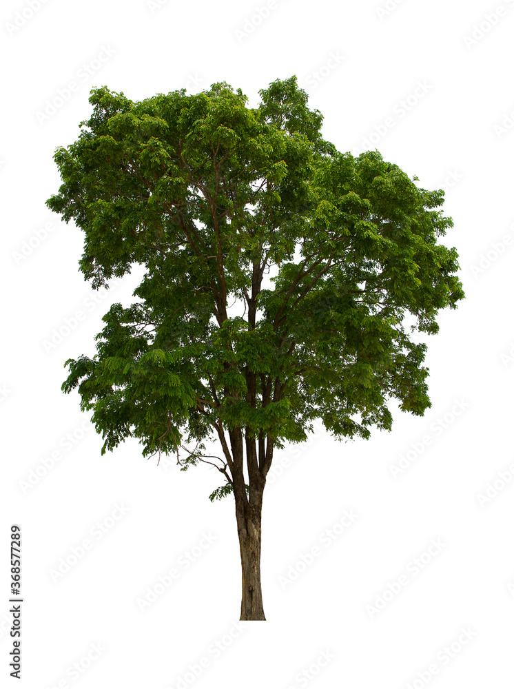 Obraz premium isolated tree green is located on a white background. Collection of isolated tree on white background Tropical tree