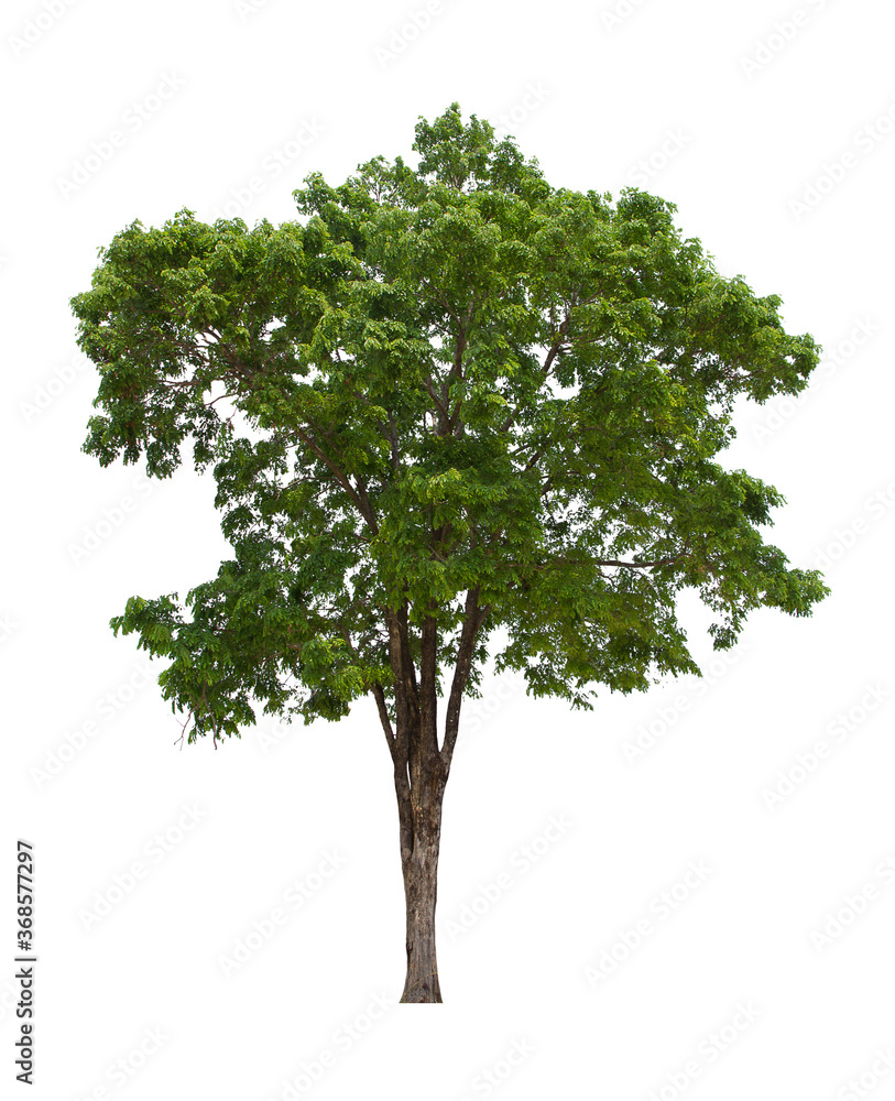 isolated tree green is located on a white background. Collection of isolated tree on white background Tropical tree isolated tree green is located on a white background. Collection of isolated tree on white background Tropical tree