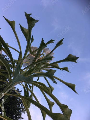 green leaves against blue sky
