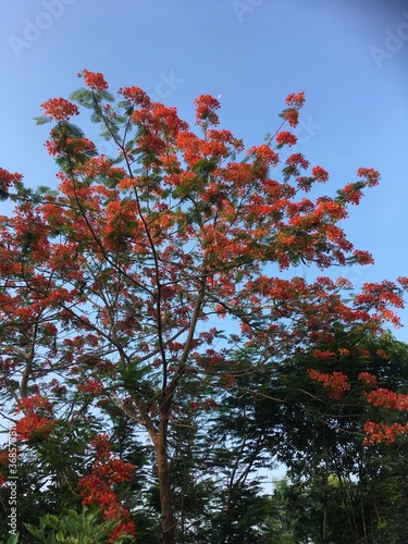 red maple tree