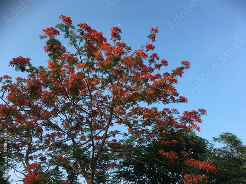red maple leaves