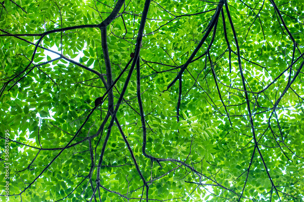 Fototapeta premium Pat the leaves of the forest green
