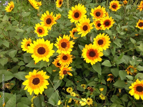 Wallpaper Mural sunflowers in the garden Torontodigital.ca