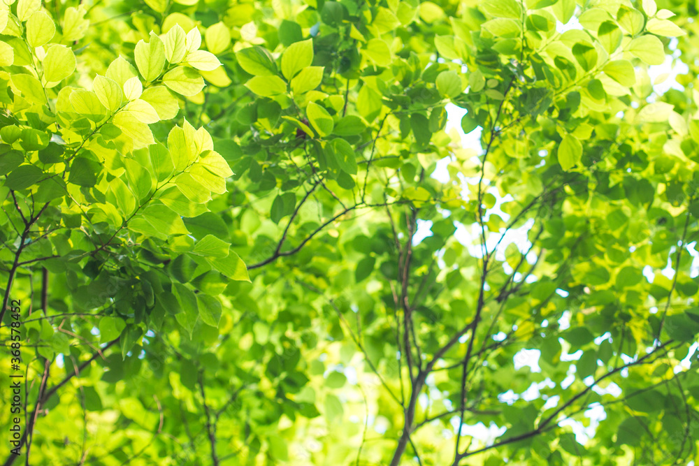 Pat the leaves of the forest green Pat the leaves of the forest green