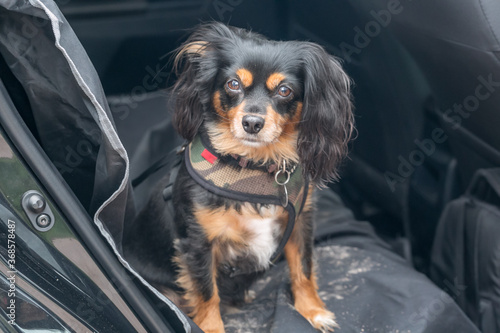 Tableau sur toile small dog sitting in the car with harness and water proof mat with dirty paws