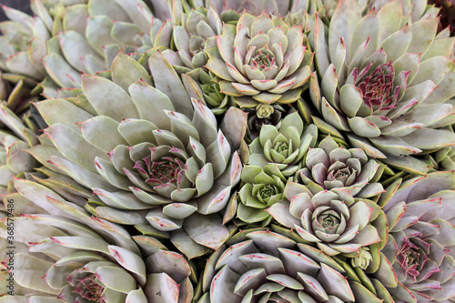 Sempervivum, solid fleshy leaves are collected in a spectacular rosette.