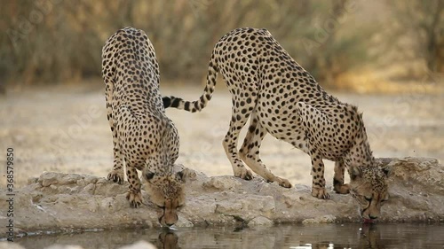 Two alert cheetahs (Acinonyx jubatus) drinking at a waterhole, Kalahari desert, South Africa