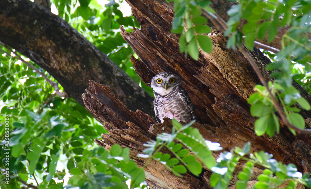 Wildlife, Spotted Owl
