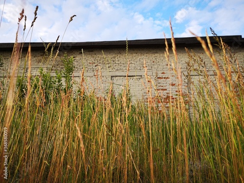 reeds on the lake photo