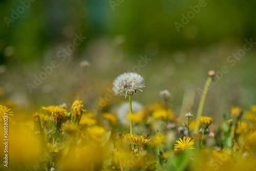 Wallpaper Mural Dandelion field on a sunny day. Close-up photographed. Torontodigital.ca