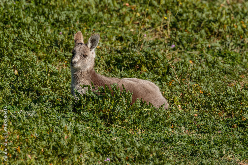 Obraz premium Eastern Grey Kangaroo resting