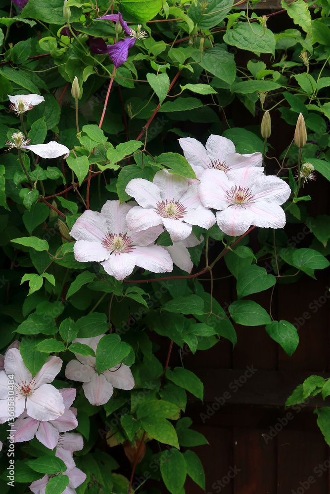 A small group of Clematis surounded by green leaves A small group of Clematis surounded by green leaves