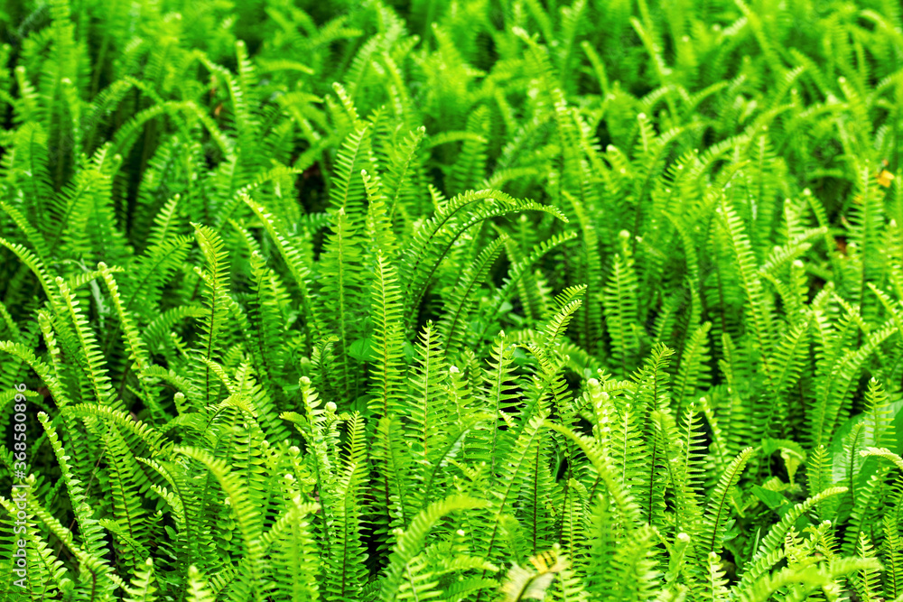 The leaves of emerald plants have texture The leaves of emerald plants have texture
