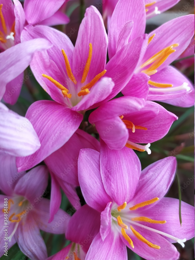 Pink lily flowers Pink lily flowers