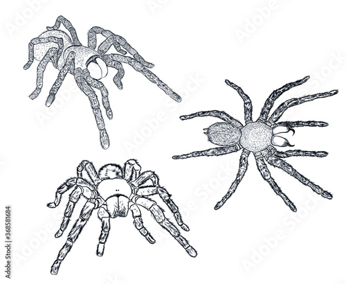 tarantula spiders set