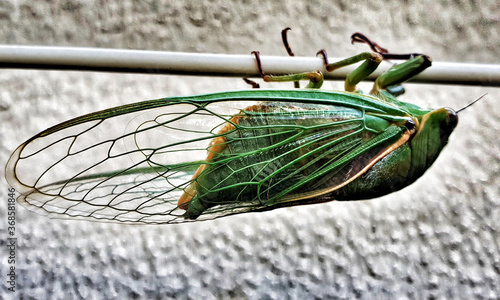 Green Grocer Cicada (Cyclochila australasiae). Cicadas are members of the family Hemiptera. C. australasiae. photo