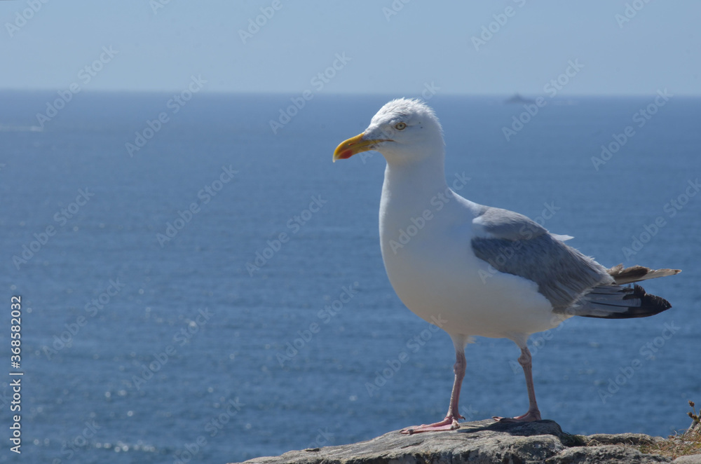 Herring Gull (goéland Argenté) Larus argentatus Herring Gull (goéland Argenté) Larus argentatus