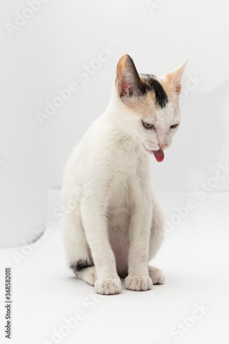 White cat puppy with black and yellow spots sitting looking down with his tongue hanging out on a white background. © Esteban