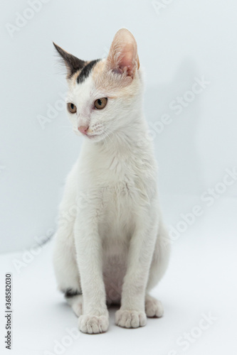 White cat puppy with black and yellow spots sitting looking to the left on a white background